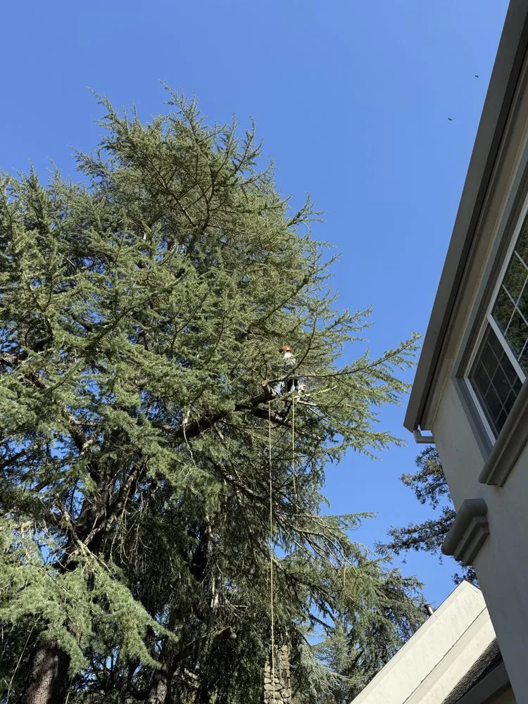 Trusted yard maintenance in Hollister, CA by OG Landscaping & Tree Trimming