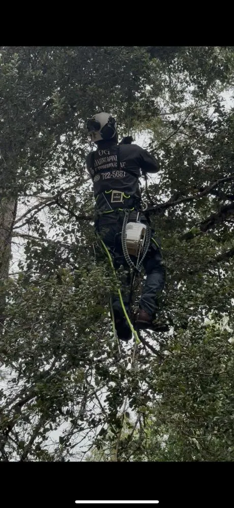 Local landscape design experts serving Hollister, CA - OG Landscaping & Tree Trimming