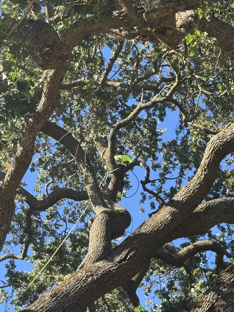 Expert yard maintenance in Hollister, CA by OG Landscaping & Tree Trimming