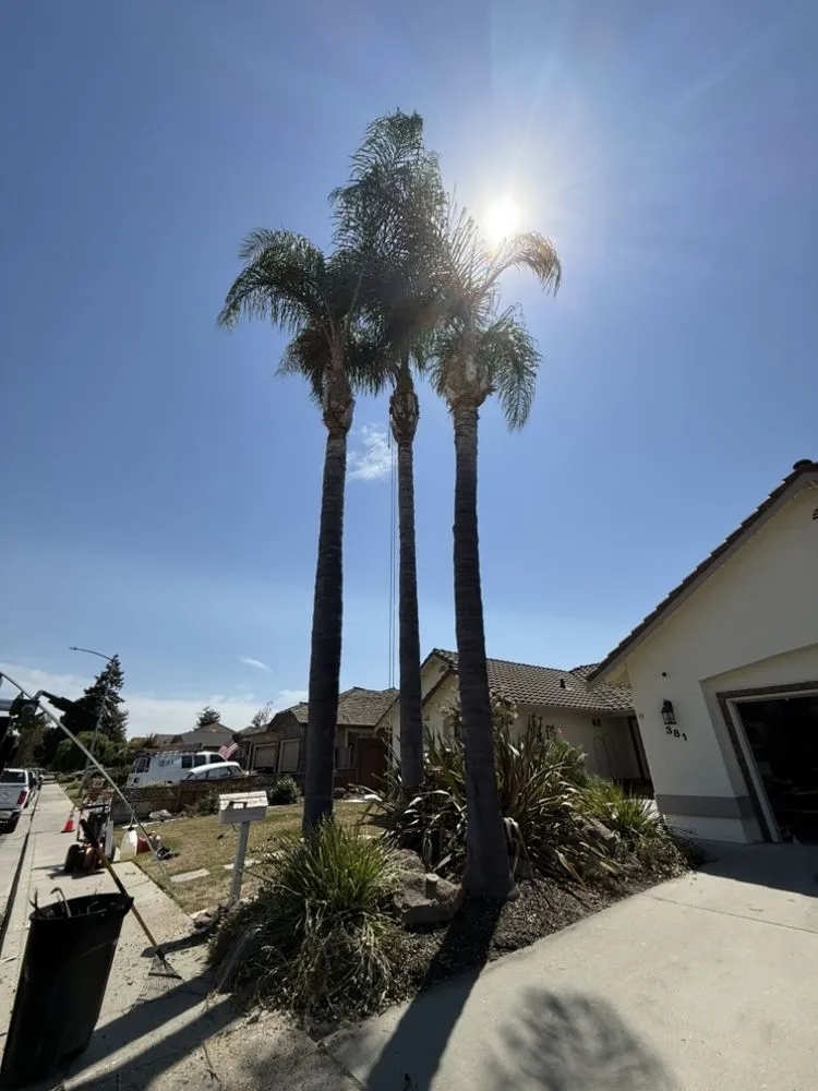 Reliable landscape installation with custom design across Hollister, CA - OG Landscaping & Tree Trimming