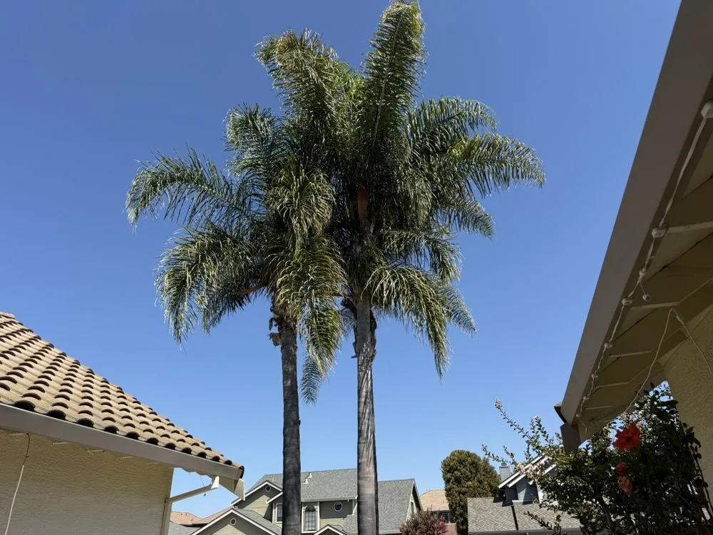 Top-rated yard maintenance for outdoor upgrades in Hollister, CA by OG Landscaping & Tree Trimming