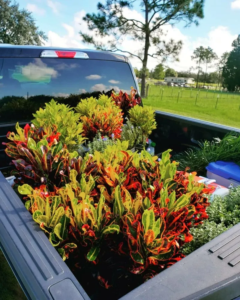 Local landscape design for outdoor upgrades in Lake Hamilton, FL by OG Lawn Pros