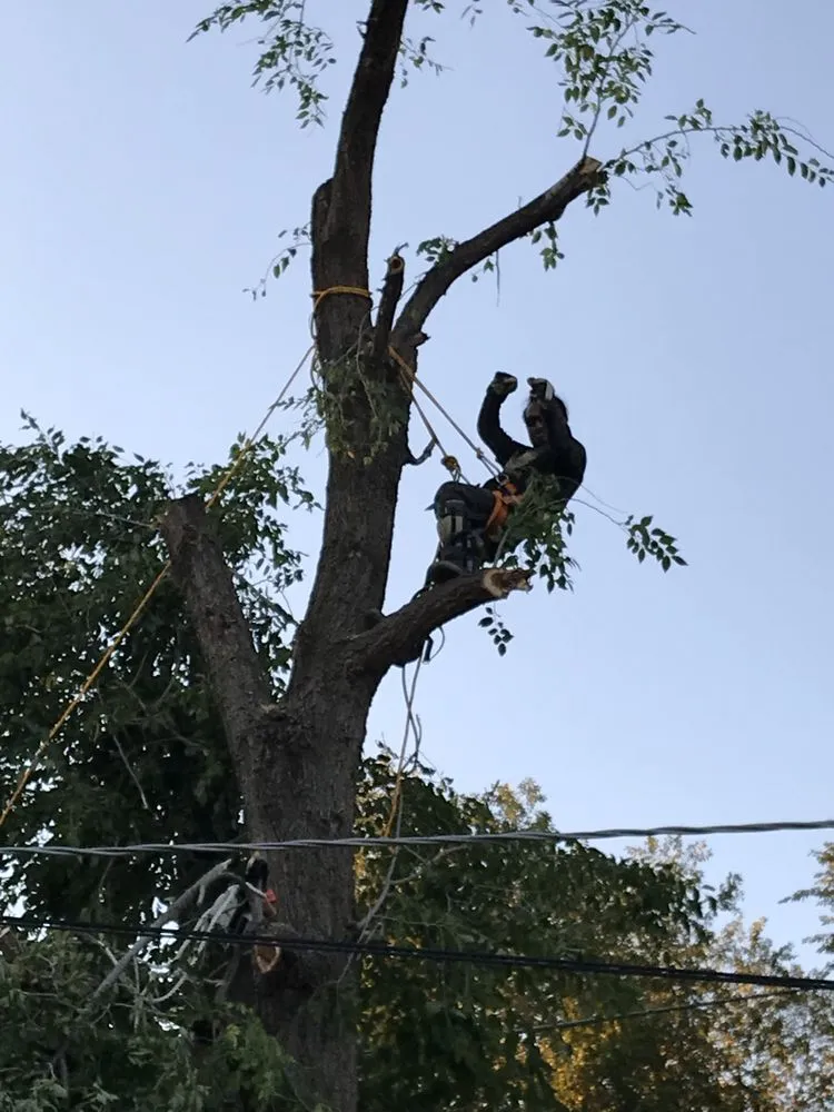 Professional yard cleanup service experts serving Ogden, UT - Ogden Lawn and Landscaping