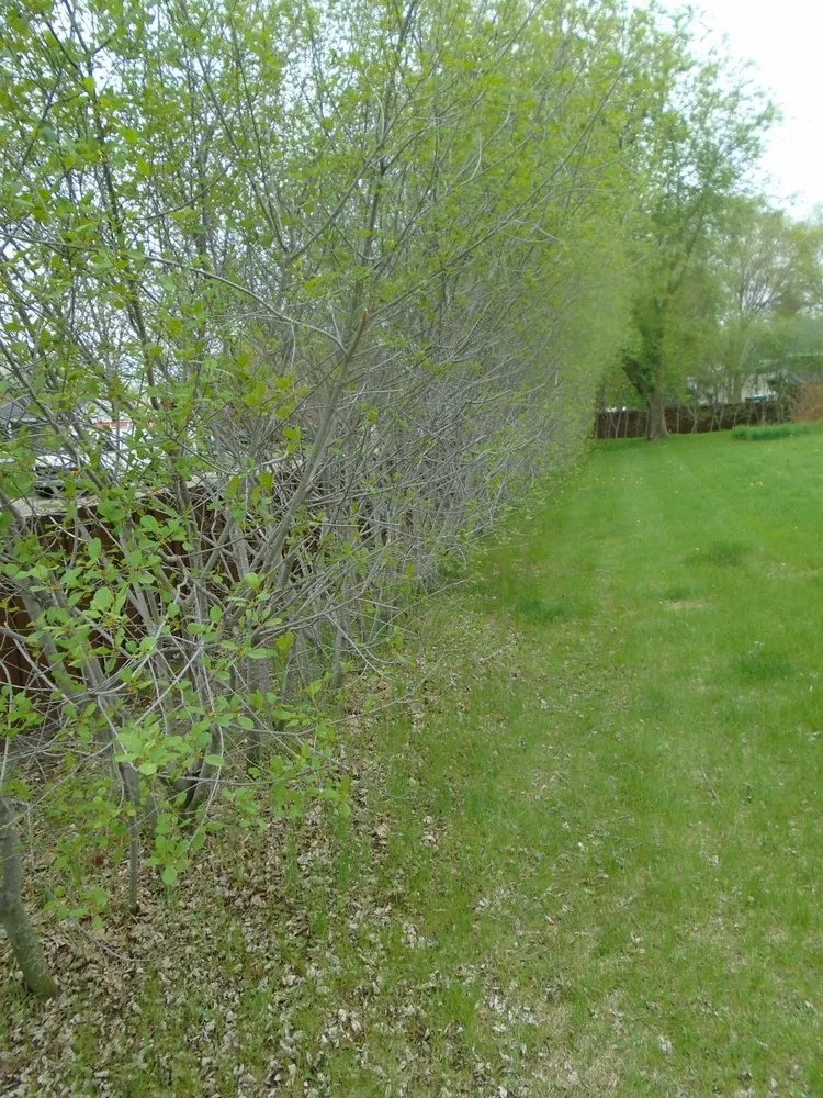 Top-rated lawn mowing service in Cedar e Bethl, MN - Oggs Lawn Care
