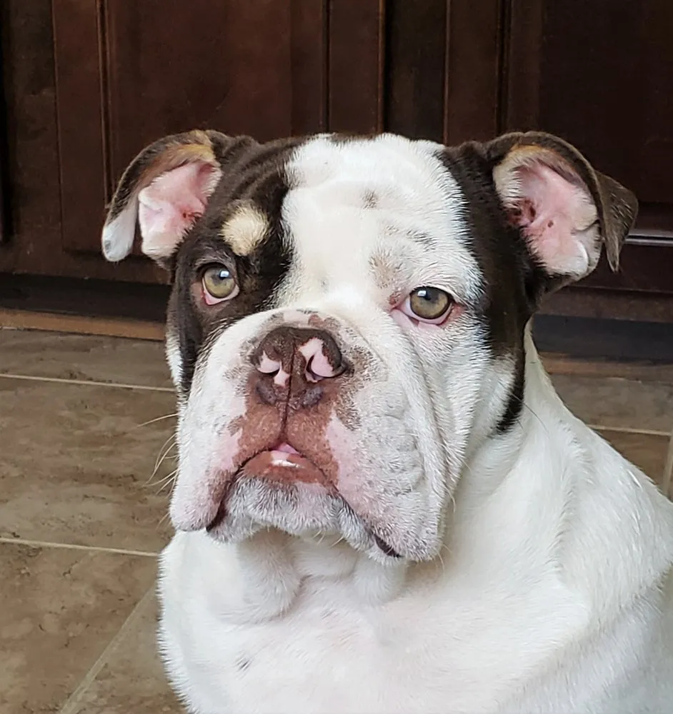 Top-rated lawn care service in Evans, GA - Ogle's Home Solutions