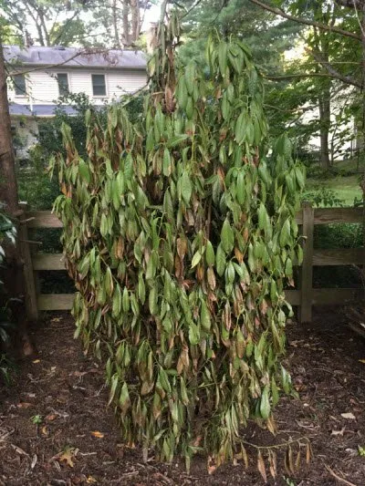 Affordable landscape installation for year-round maintenance across Falls Church, VA - O'Grady's Landscape and Lawn Care