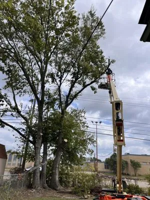 OG's Tree & Lawn services Logo