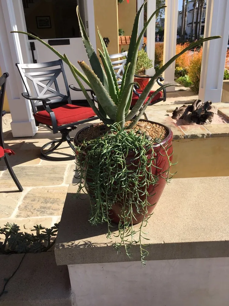 Custom lawn care service in Costa Mesa, CA - Ohana Art Environments