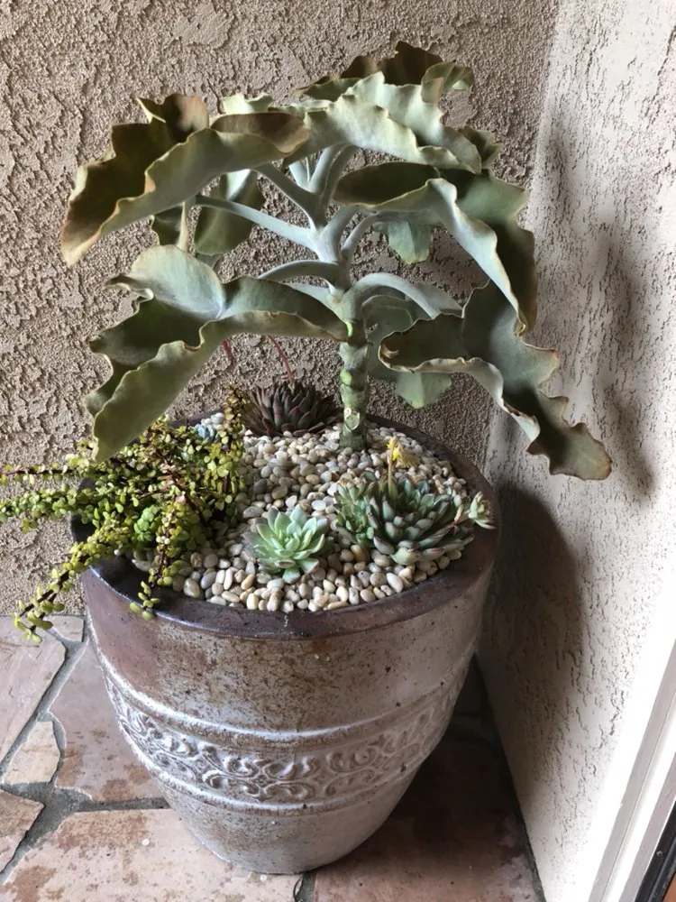 Local garden landscaping near you in Costa Mesa, CA by Ohana Art Environments