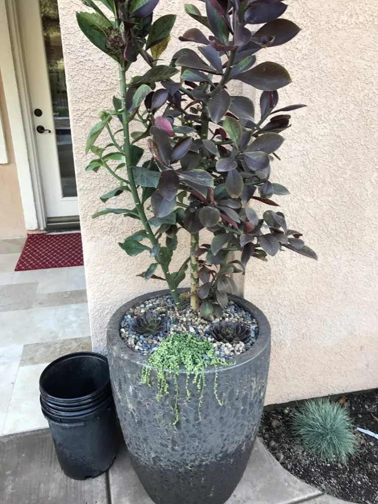 Expert lawn mowing service experts serving Costa Mesa, CA - Ohana Art Environments