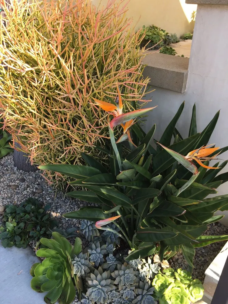 Professional yard maintenance with custom design across Costa Mesa, CA - Ohana Art Environments