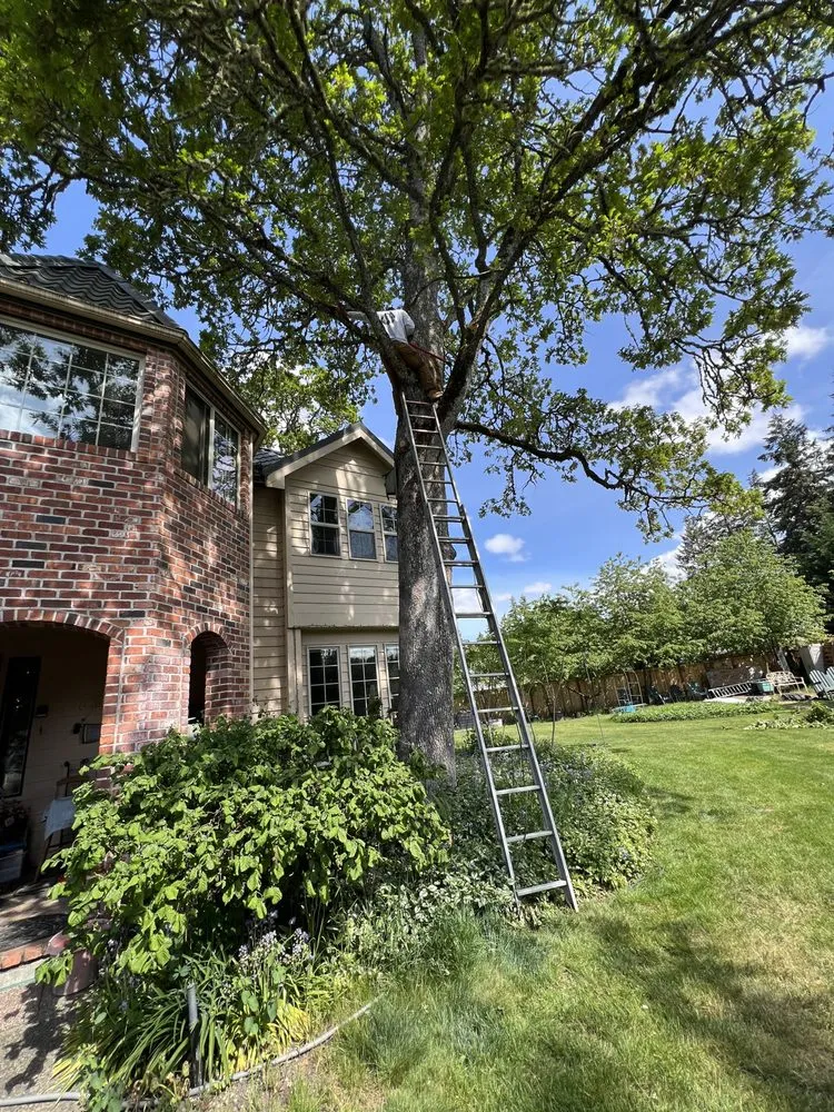 Affordable yard maintenance in Tacoma, WA by Ohana Landscaping & Tree Service