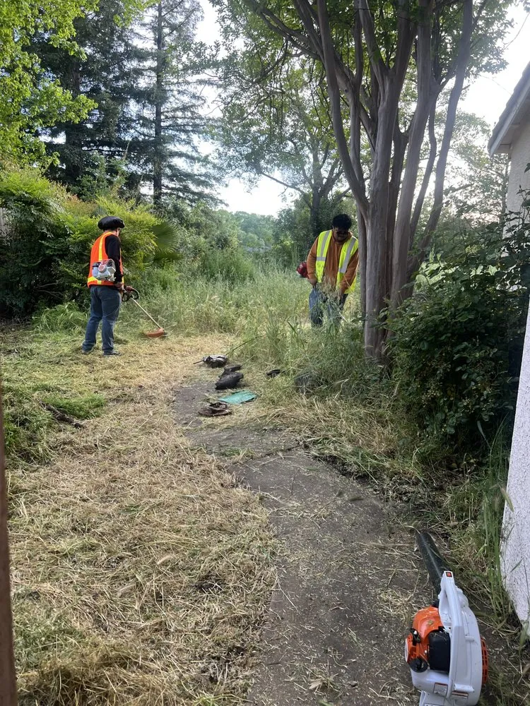 Affordable lawn care service experts serving Tacoma, WA - Ohana Landscaping & Tree Service