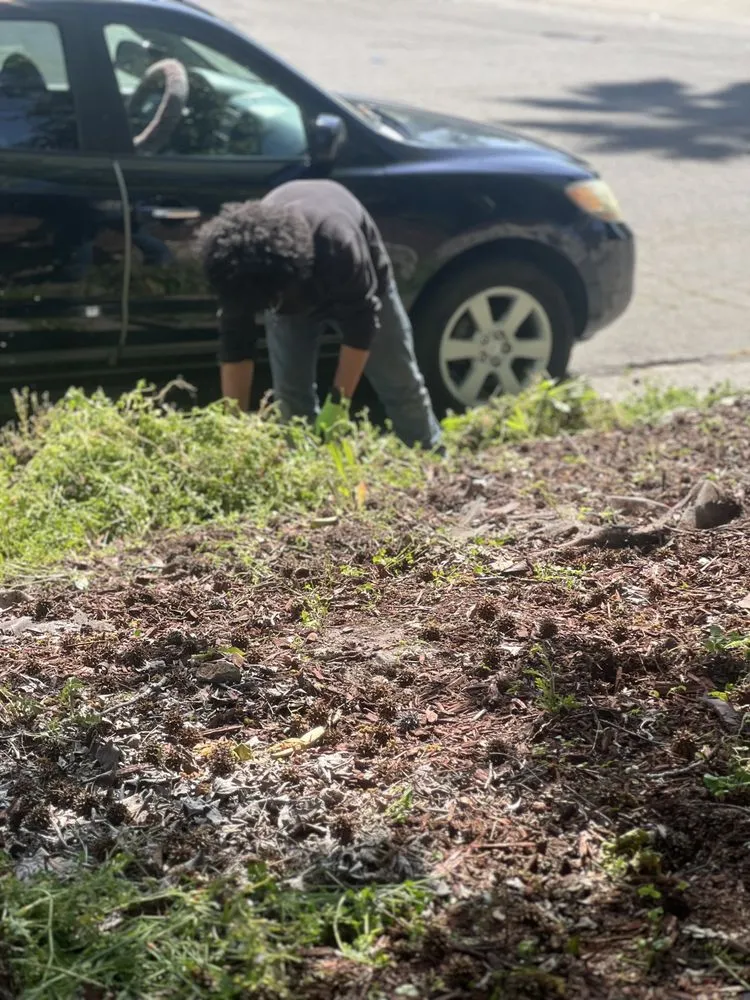 Professional landscape installation for beautiful yards across Tacoma, WA - Ohana Landscaping & Tree Service