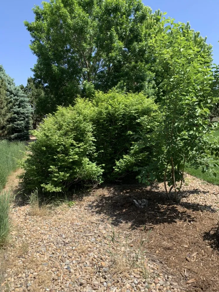 Reliable lawn mowing service for outdoor upgrades across Evans, CO - Ohana Landscaping and Maintenances