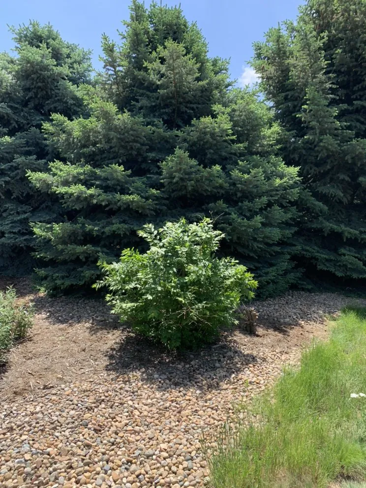 Reliable yard cleanup service for homes across Evans, CO - Ohana Landscaping and Maintenances