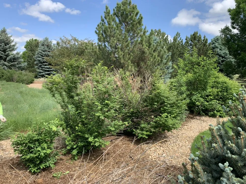 Custom yard cleanup service in Evans, CO by Ohana Landscaping and Maintenances