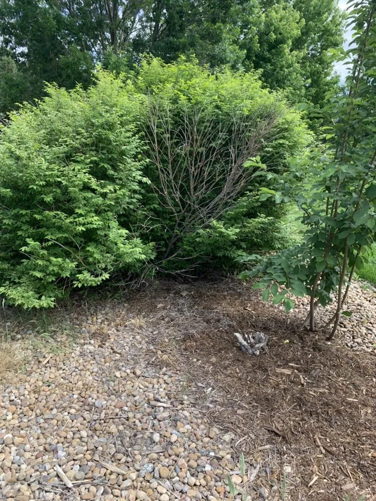 Reliable yard cleanup service for year-round maintenance in Evans, CO by Ohana Landscaping and Maintenances