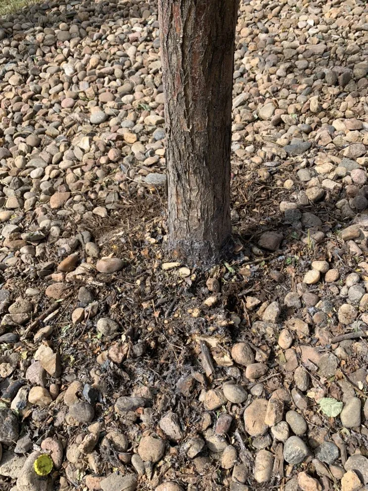 Reliable residential landscaping experts serving Evans, CO - Ohana Landscaping and Maintenances