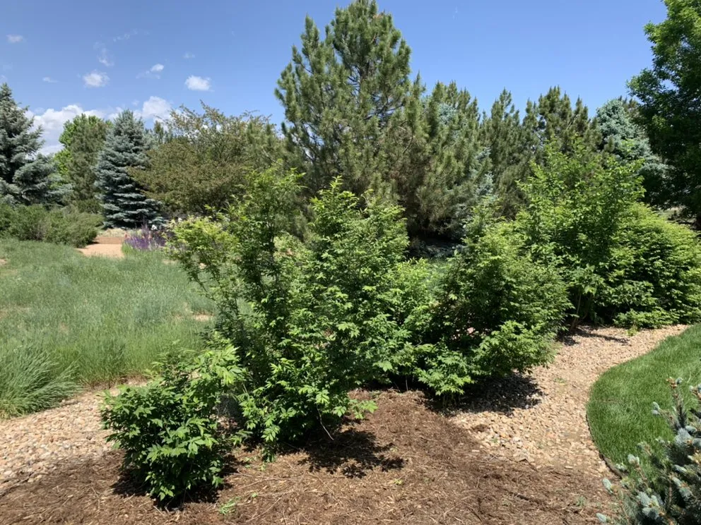 Reliable landscaping services for beautiful yards across Evans, CO - Ohana Landscaping and Maintenances