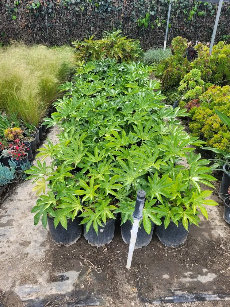 Affordable landscape design with custom design in Westminster, CA by Ohara And Sons Landscaping