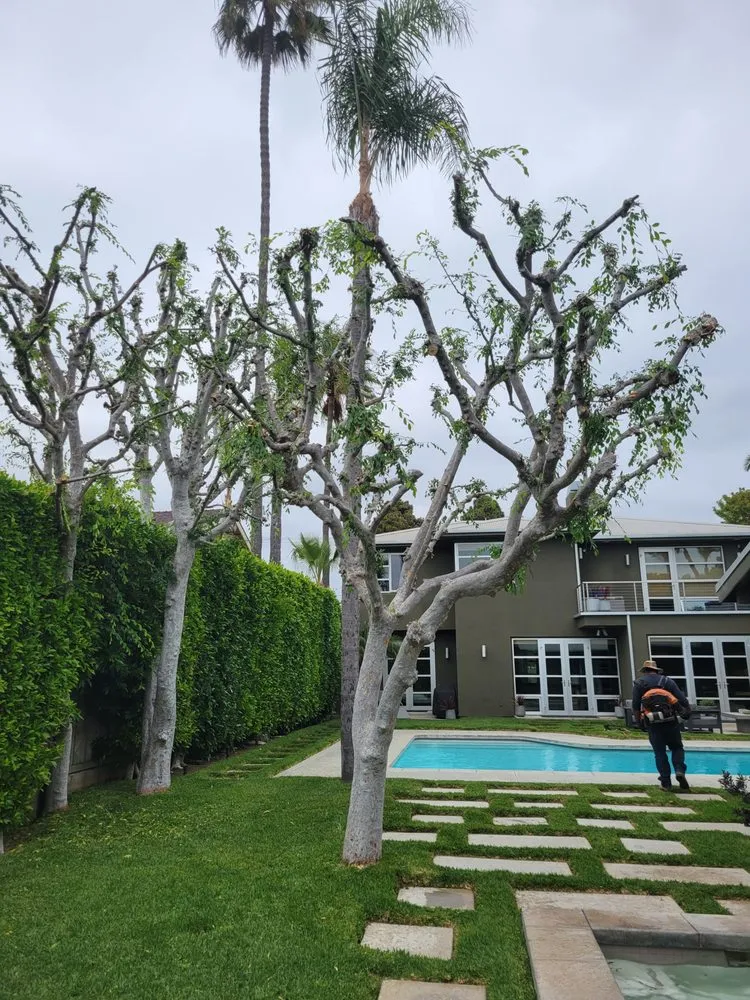 Reliable yard maintenance experts serving Westminster, CA - Ohara And Sons Landscaping