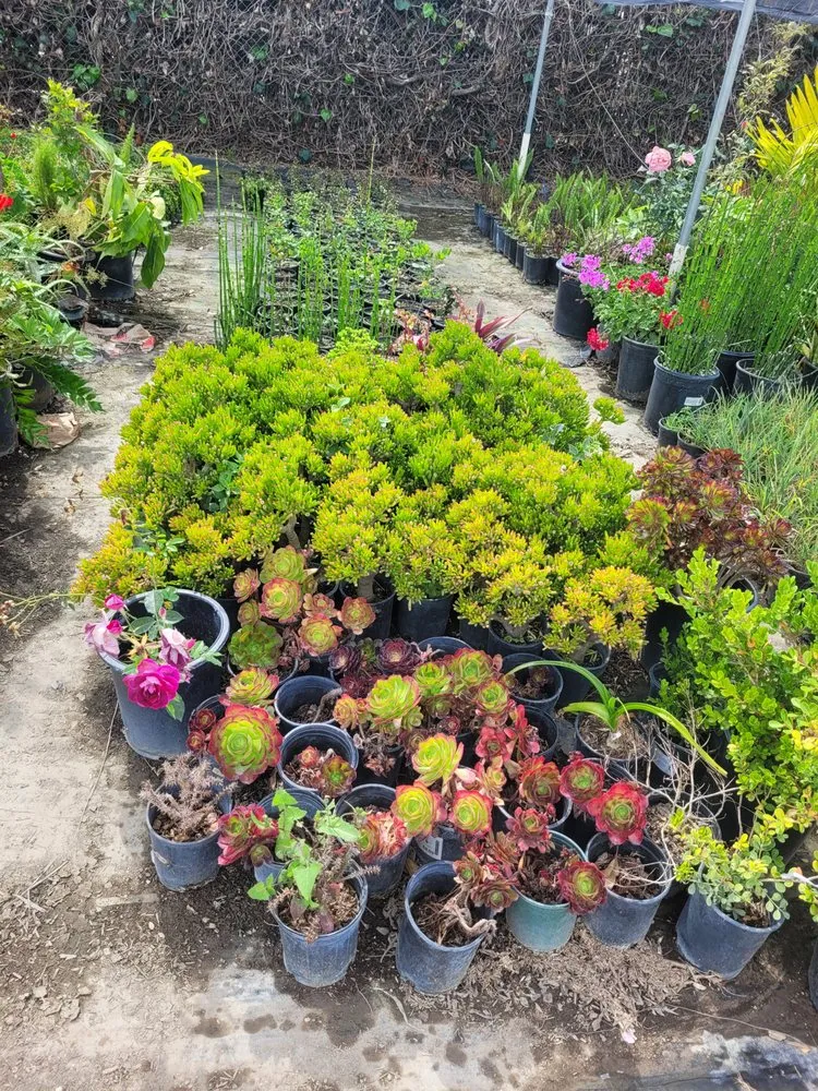 Professional lawn mowing service in Westminster, CA - Ohara And Sons Landscaping