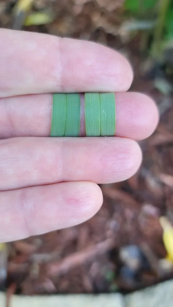 Professional outdoor landscaping in West Palm Beach, FL by O'Hara Pest Control