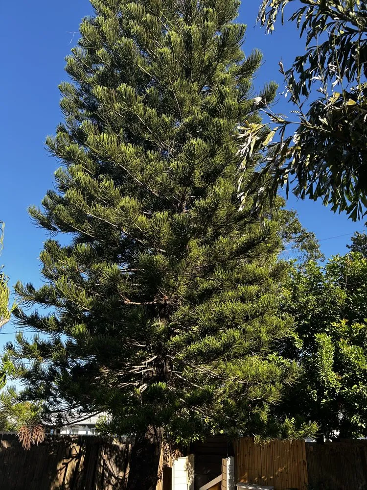 Affordable residential landscaping with custom design in Sarasota, FL by Oharas Tree And Lawn Care