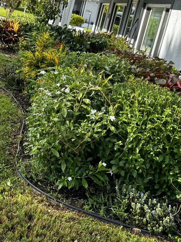 Professional lawn mowing service with custom design in Sarasota, FL by Oharas Tree And Lawn Care