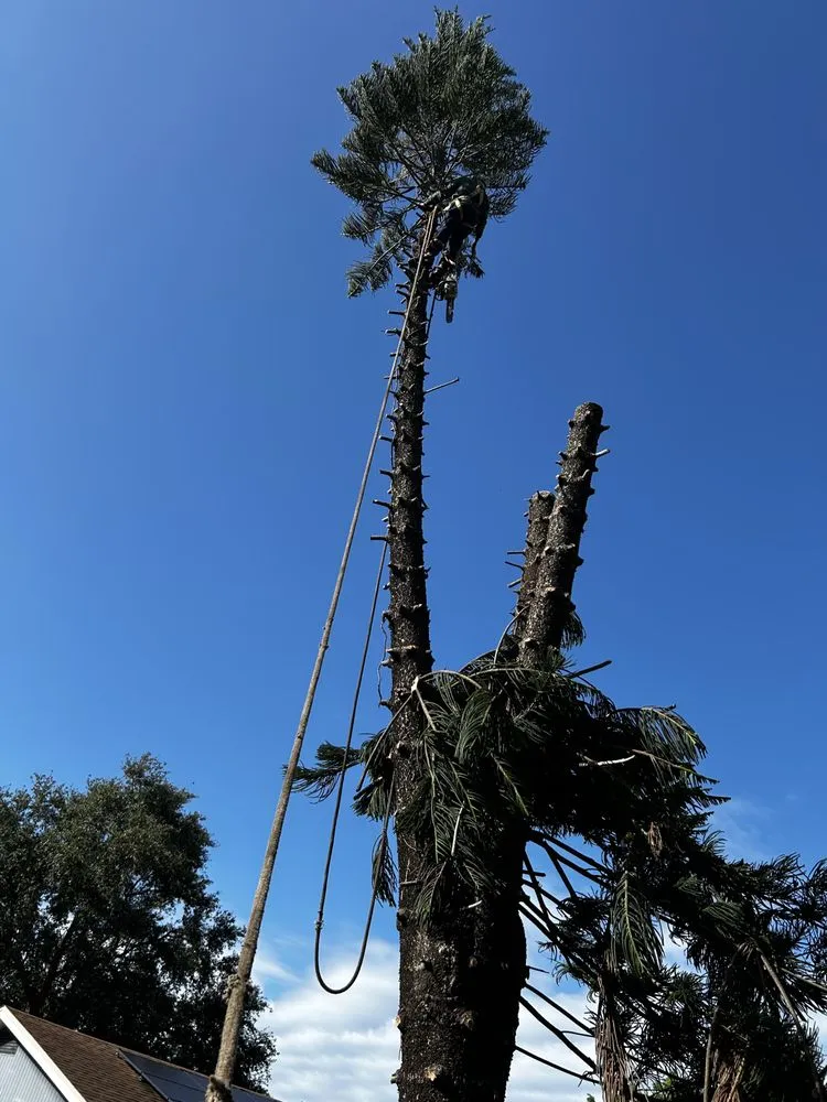 Professional outdoor landscaping in Sarasota, FL by Oharas Tree And Lawn Care