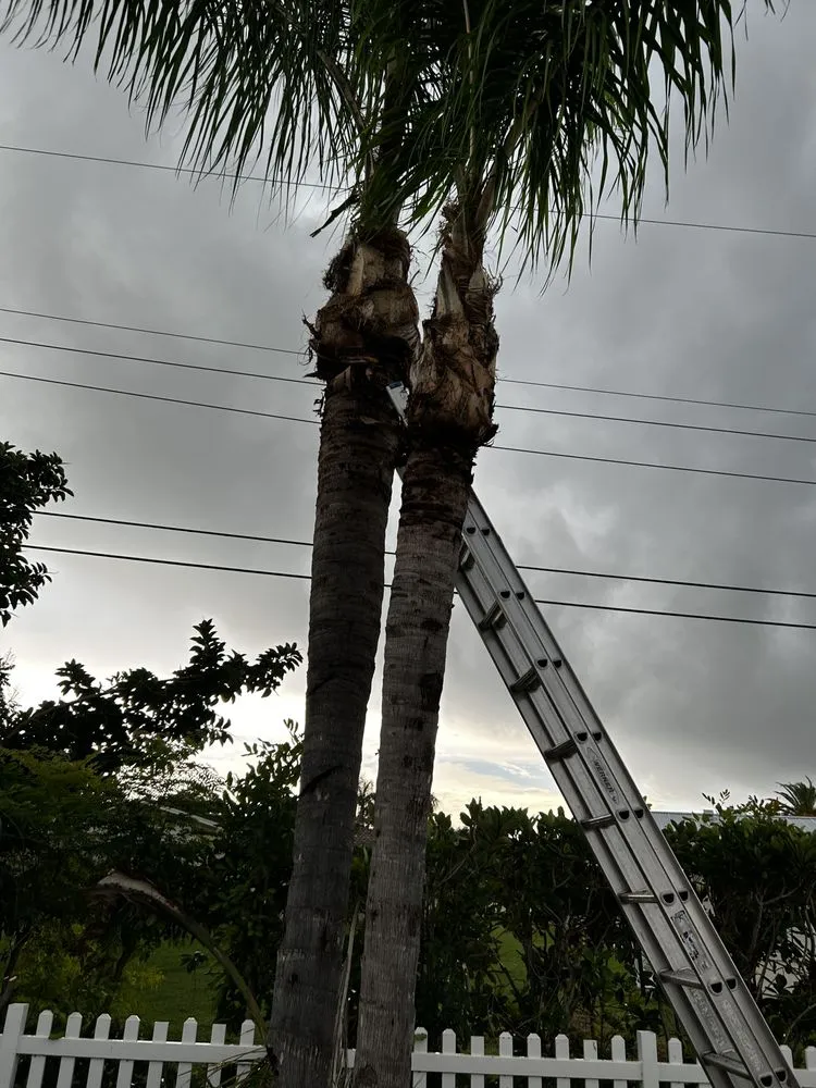 Local yard cleanup service experts serving Sarasota, FL - Oharas Tree And Lawn Care