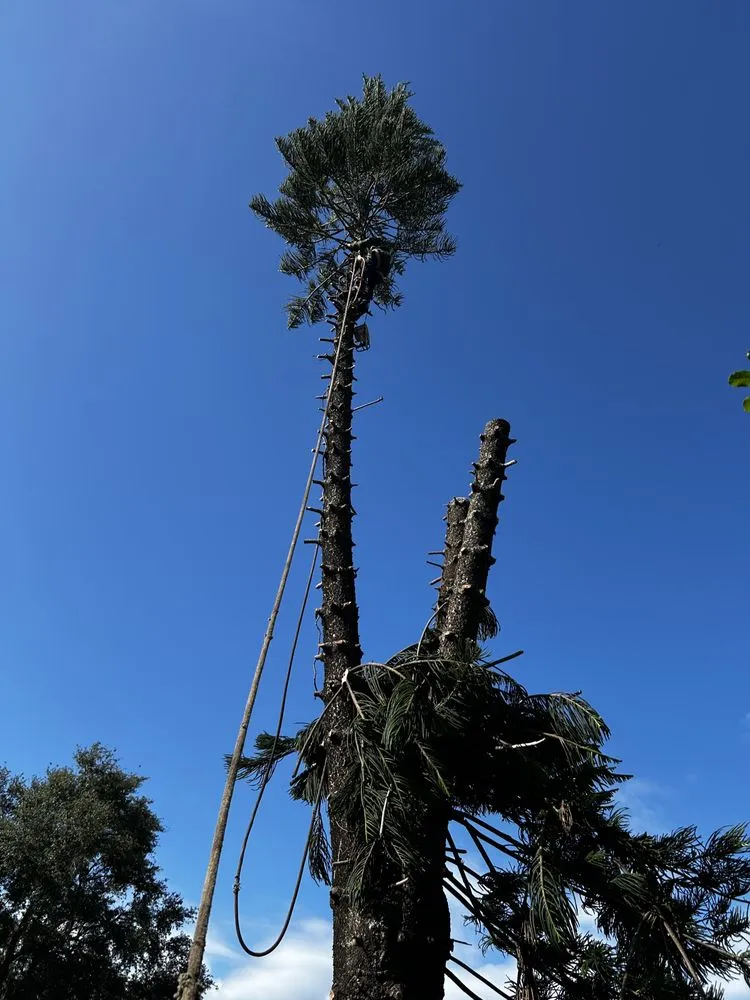 Custom yard cleanup service for beautiful yards across Sarasota, FL - Oharas Tree And Lawn Care