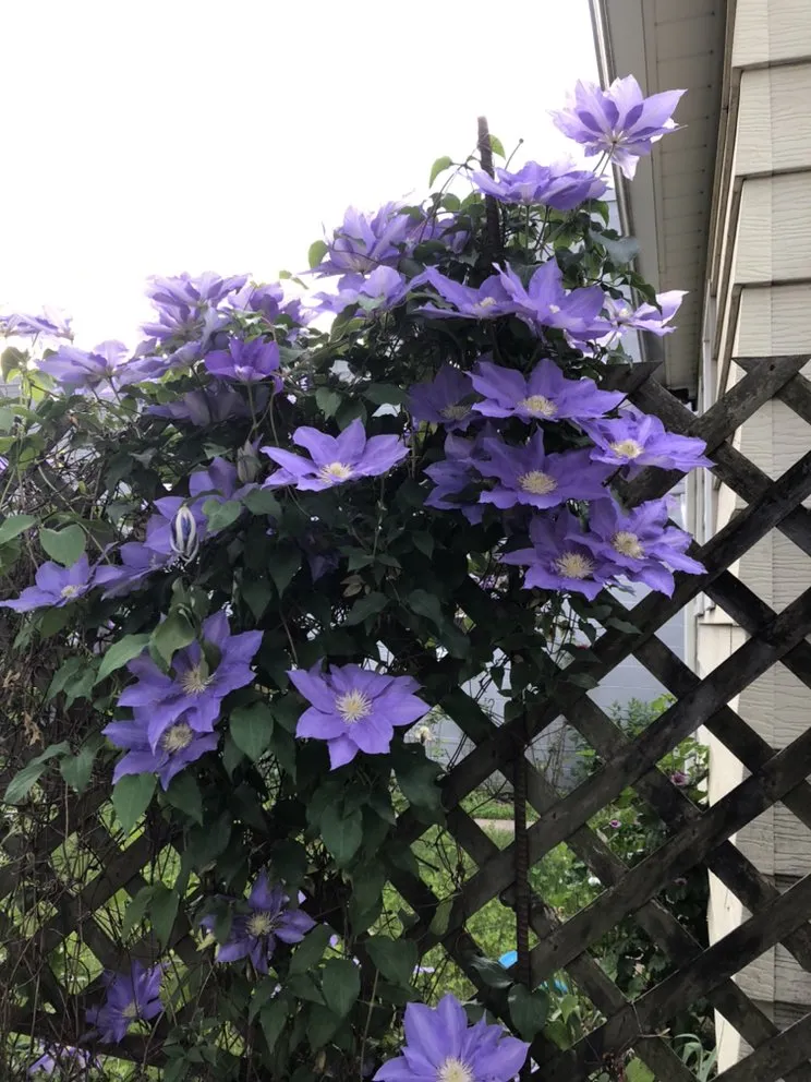 Custom lawn care service experts serving Orange, NJ - O&I Landscaping Llc