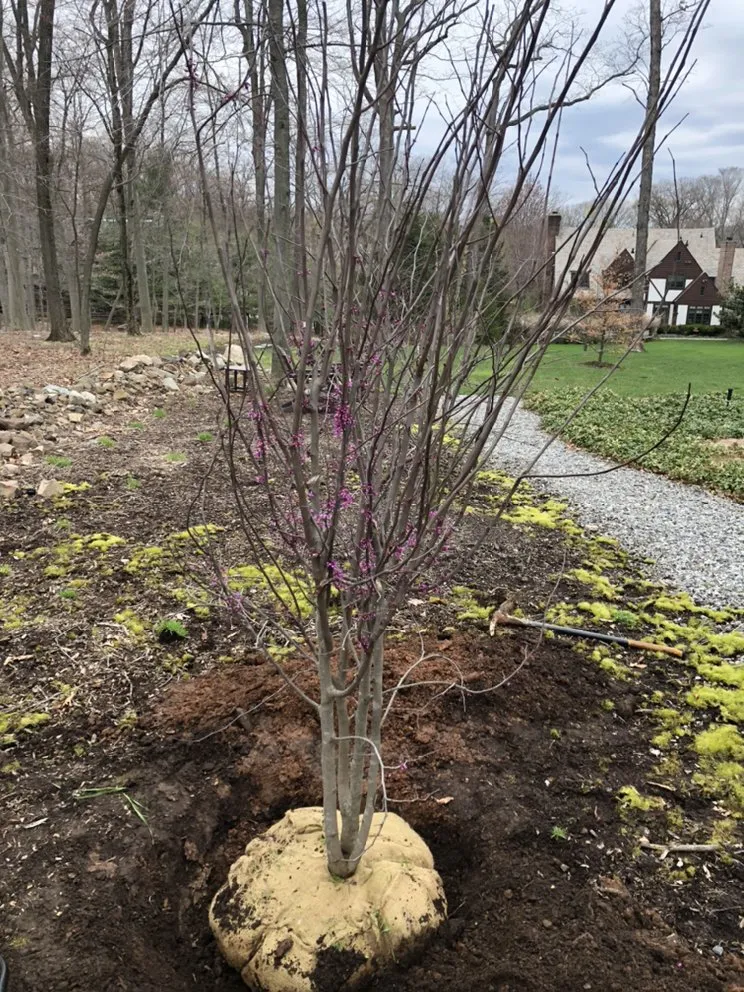 Custom yard maintenance in Orange, NJ - O&I Landscaping Llc