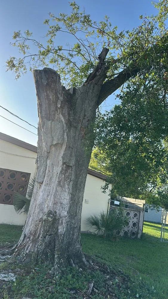 Reliable landscape installation in Daytona Beach, FL by OI Solutions