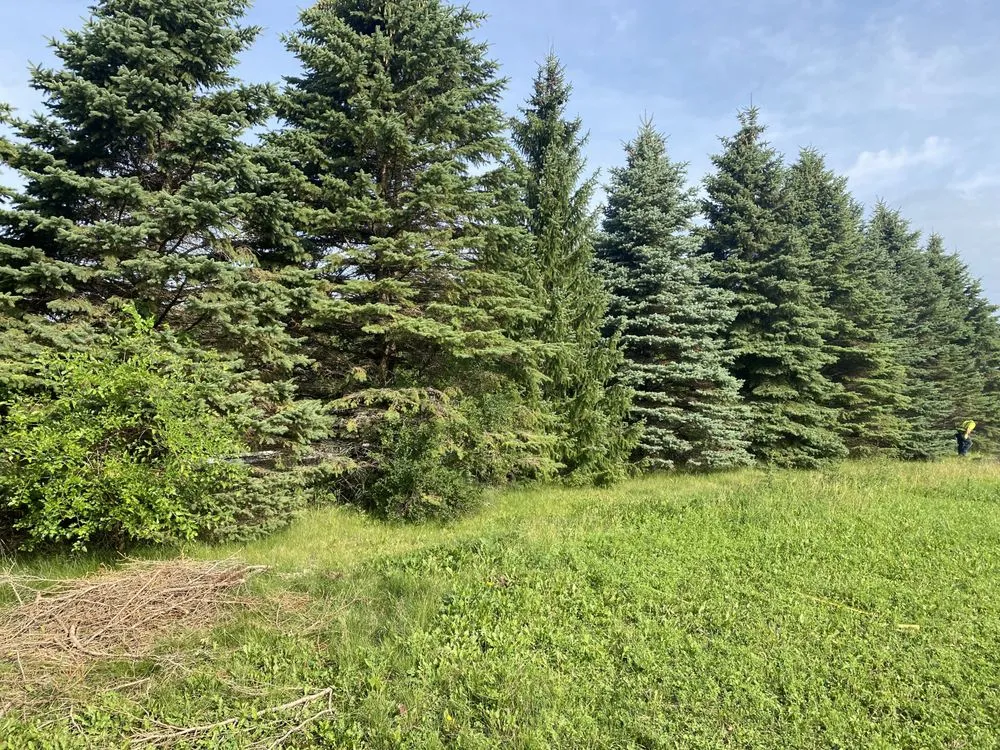 Top-rated residential landscaping in Elgin, IL - Ojeda Service