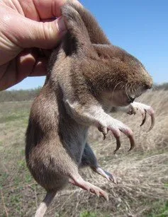 Affordable landscaping services in Fort Gibson, OK - Okie Critter Getter