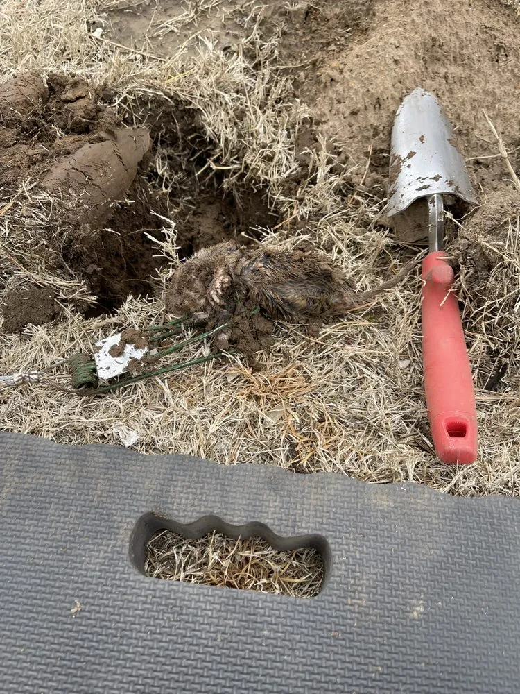 Reliable lawn care service for year-round maintenance in Fort Gibson, OK by Okie Critter Getter