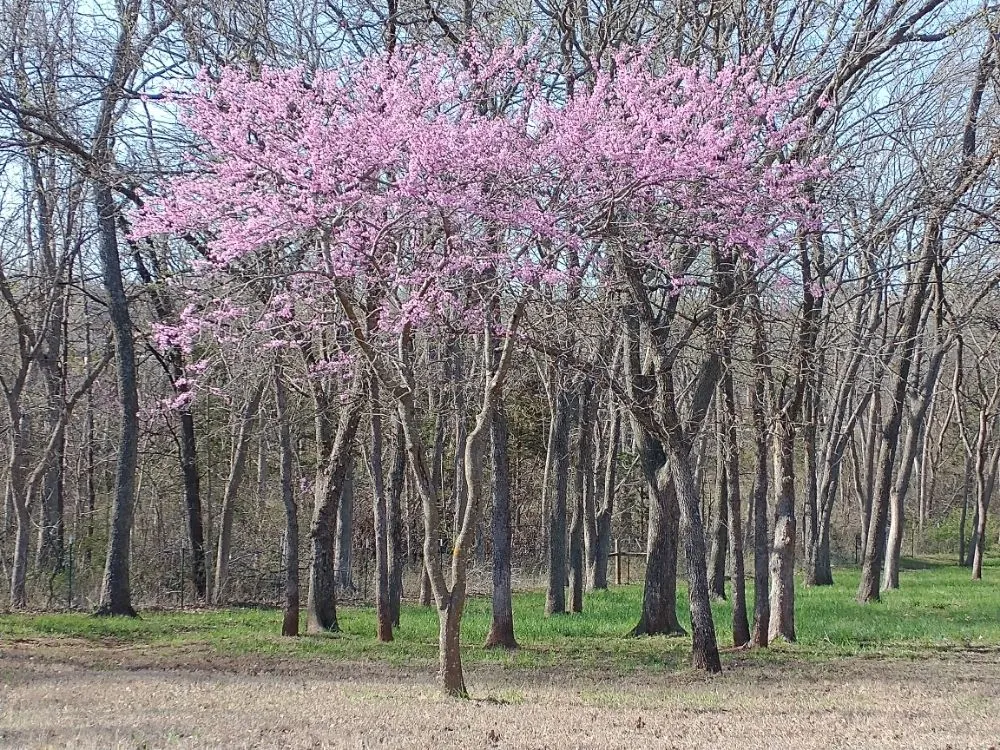 Expert yard cleanup service for year-round maintenance in Jones, OK by Okla-Scapes Landscaping