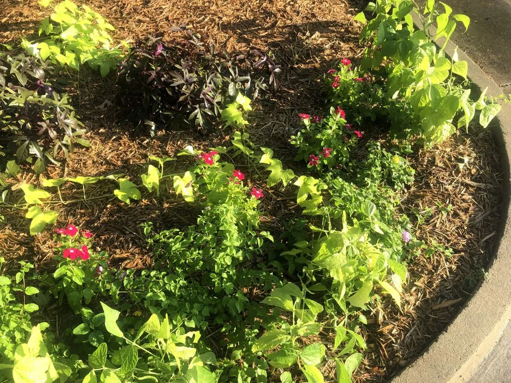 Expert lawn mowing service in Edmond, OK - Oklahoma Precision Lawn and Landscape