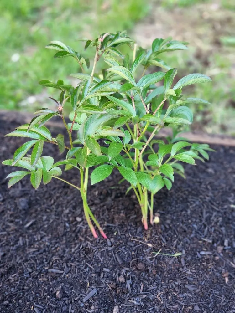 Local landscape installation in Orange, VA - Ol Grit Tree & Landscaping