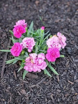 Ol Grit Tree & Landscaping