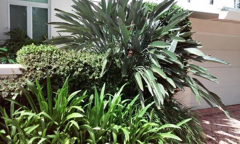 Trusted lawn care service in Fort Lauderdale, FL - OL Keep It Green Lawn Care Services