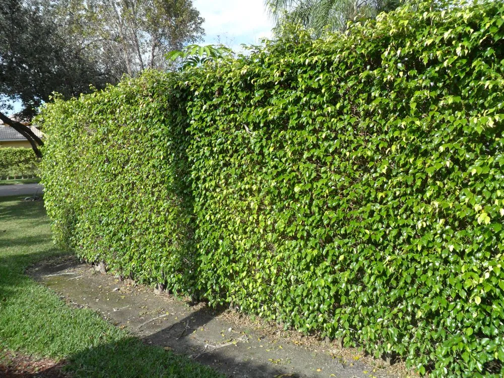 Local landscape design experts serving Fort Lauderdale, FL - OL Keep It Green Lawn Care Services