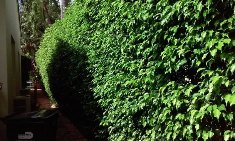 Trusted residential landscaping for year-round maintenance in Fort Lauderdale, FL by OL Keep It Green Lawn Care Services