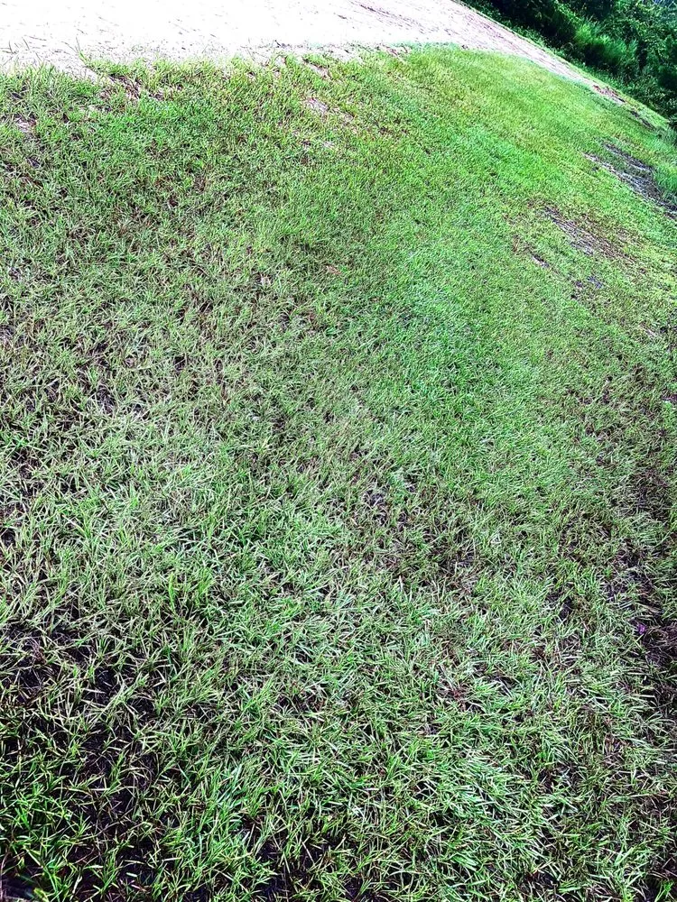 Trusted lawn mowing service for residential properties in Panama City, FL by Ol Pete’s