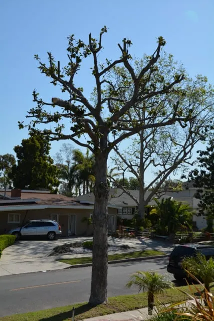 Local landscaping services for residential properties in Dakota City, NE by Olague Tree Service & Landscaping