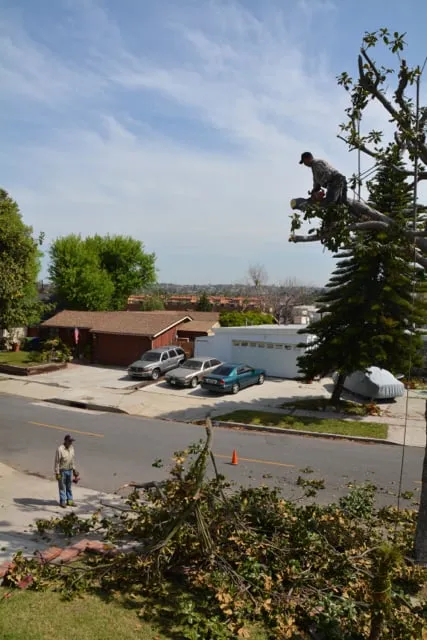 Affordable lawn care service experts serving Dakota City, NE - Olague Tree Service & Landscaping