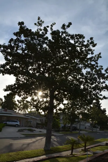 Local yard cleanup service in Dakota City, NE by Olague Tree Service & Landscaping